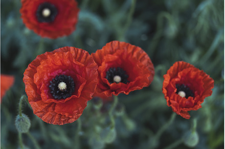 red poppy flowers top view, a Nature Photo by Pakosta