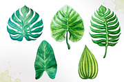 Tropical leaves. Watercolor vector., an Illustration by AlexGreenArt (Thumbnail 4 of 5)