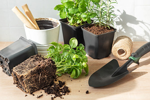 Home gardening concept with fresh herbs and planting tools, a Food & Drink Photo by Olena Rudo