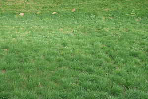 green meadow background