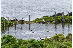 Eider ducks in pond at Skalanes, a Nature Photo by Backyard Stock