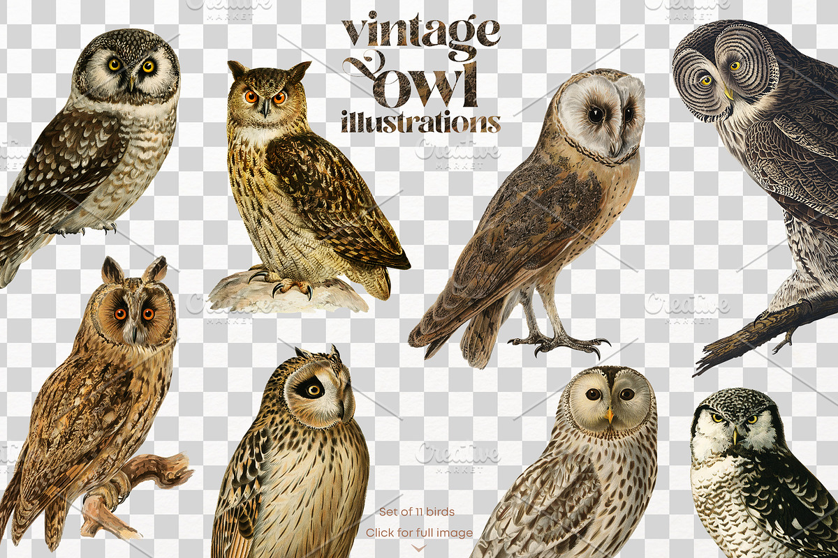 Vintage owl illustrations, an Animal Illustration by Natalka Dmitrova art (Photo 2 of 7)