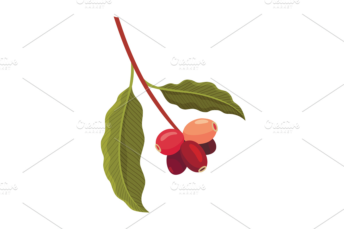 Branch of Coffee Plant with Ripe, a Food Illustration by the8monkey