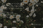 Day Dreaming | Script Handwritten, a Script Font by Denustudios (Thumbnail 5 of 12)