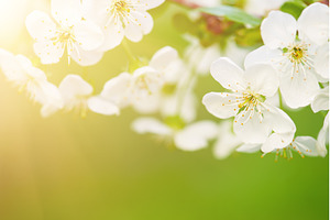 Cherry flowers frame, a Nature Photo by Nature and travel