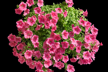 Geranium Featuring Nature Flower And Flora preview 3