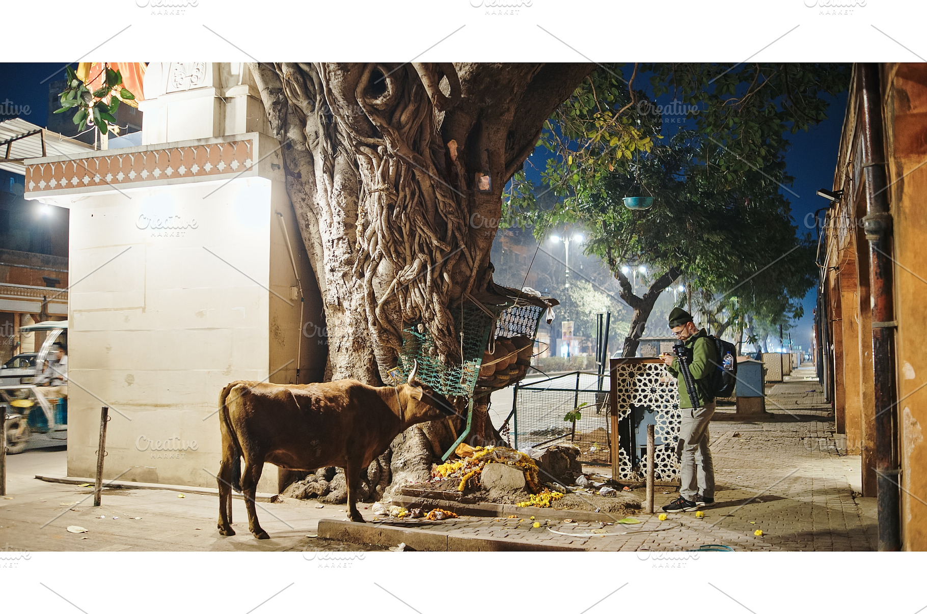 Jaipur, Rajasthan, India. Cow Eat, an Animal Photo by Our Amazing World