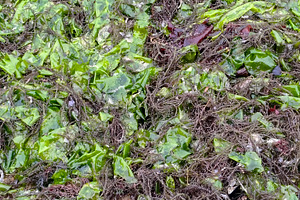 Seaweed on rocky shore in bright daylight, a Nature Photo by DanFLCreativo