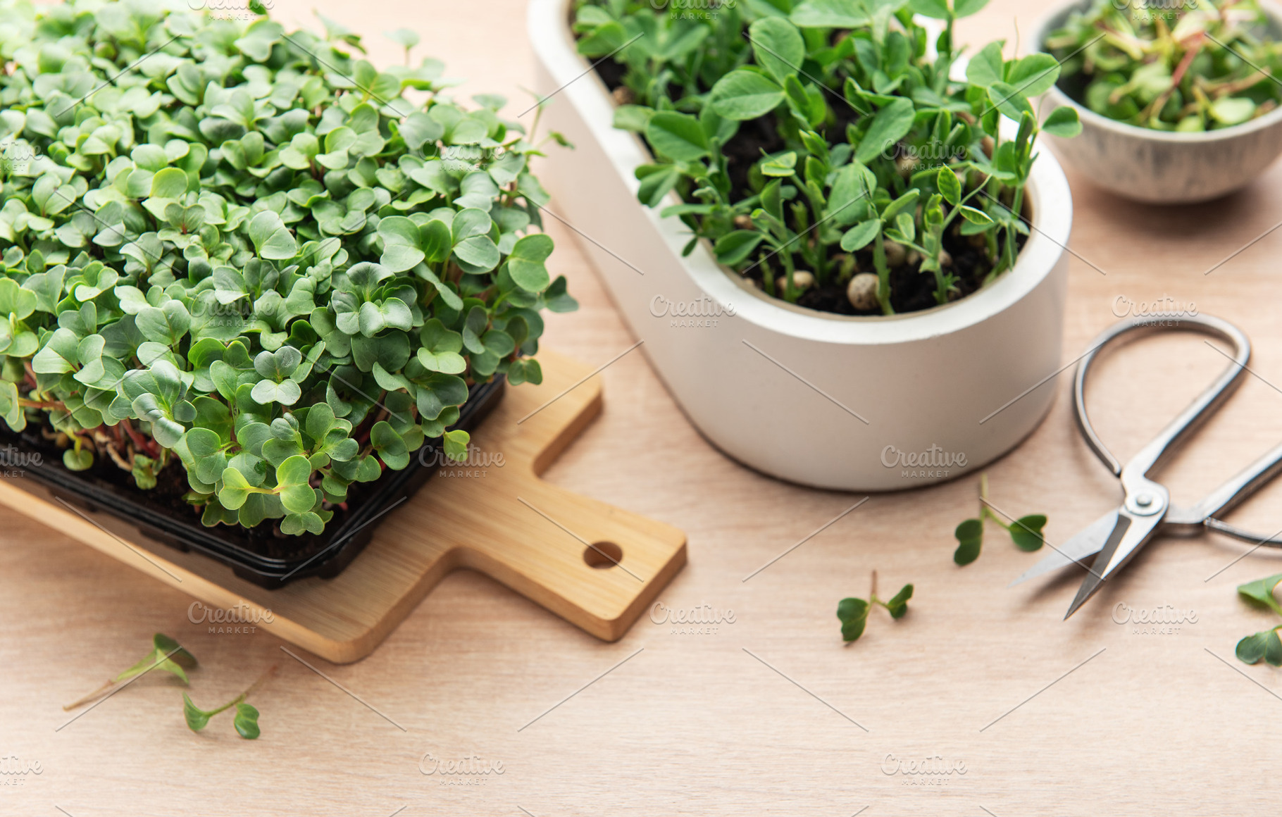 Microgreens growing kit with scissors on wooden table, a Food & Drink Photo by Olena Rudo