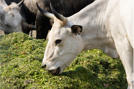 cow eating green silage on a farm