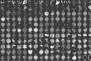 548 Photoshop Brushes Bundle CU, a Brush Add-On by Li Zamperini (Thumbnail 3 of 3)