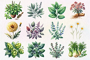 Watercolor Medicine Herbs Clipart, an Illustration by Dream Creation (Thumbnail 2 of 5)
