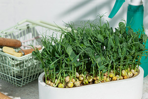 Growing pea microgreens for healthy eating and urban farming, a Food & Drink Photo by Olena Rudo
