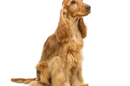 Beautiful english cocker spaniel containing isolated, pet, and canine, an Animal Photo by Sweet Studio