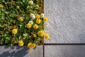 Yellow clover blooms at stone tile edge, a Nature Photo by AlyaAnd
