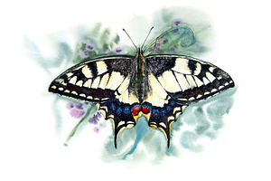 Watercolour Butterflies.