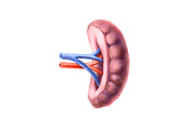 Human Organs Illustration Set, a Healthcare Illustration by Anna Repp Illustration (Thumbnail 13 of 14)