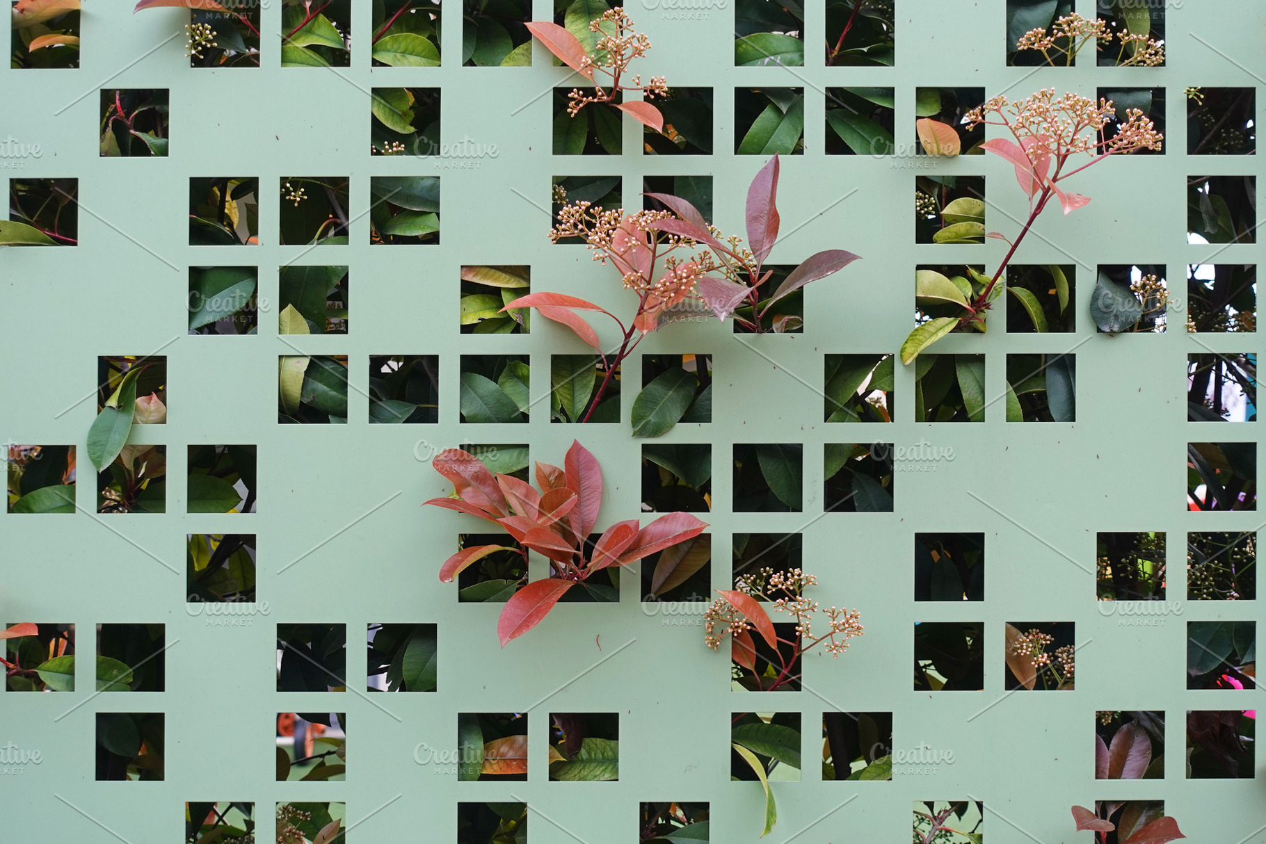 plant leaves peeking through fence, a Nature Photo by sirylok