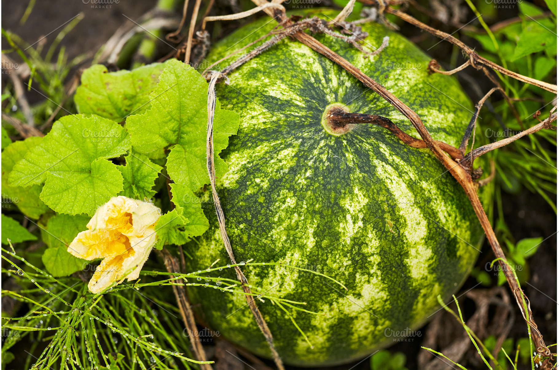 Green Watermelon in the Garden, a Nature Photo by Rohan Photography