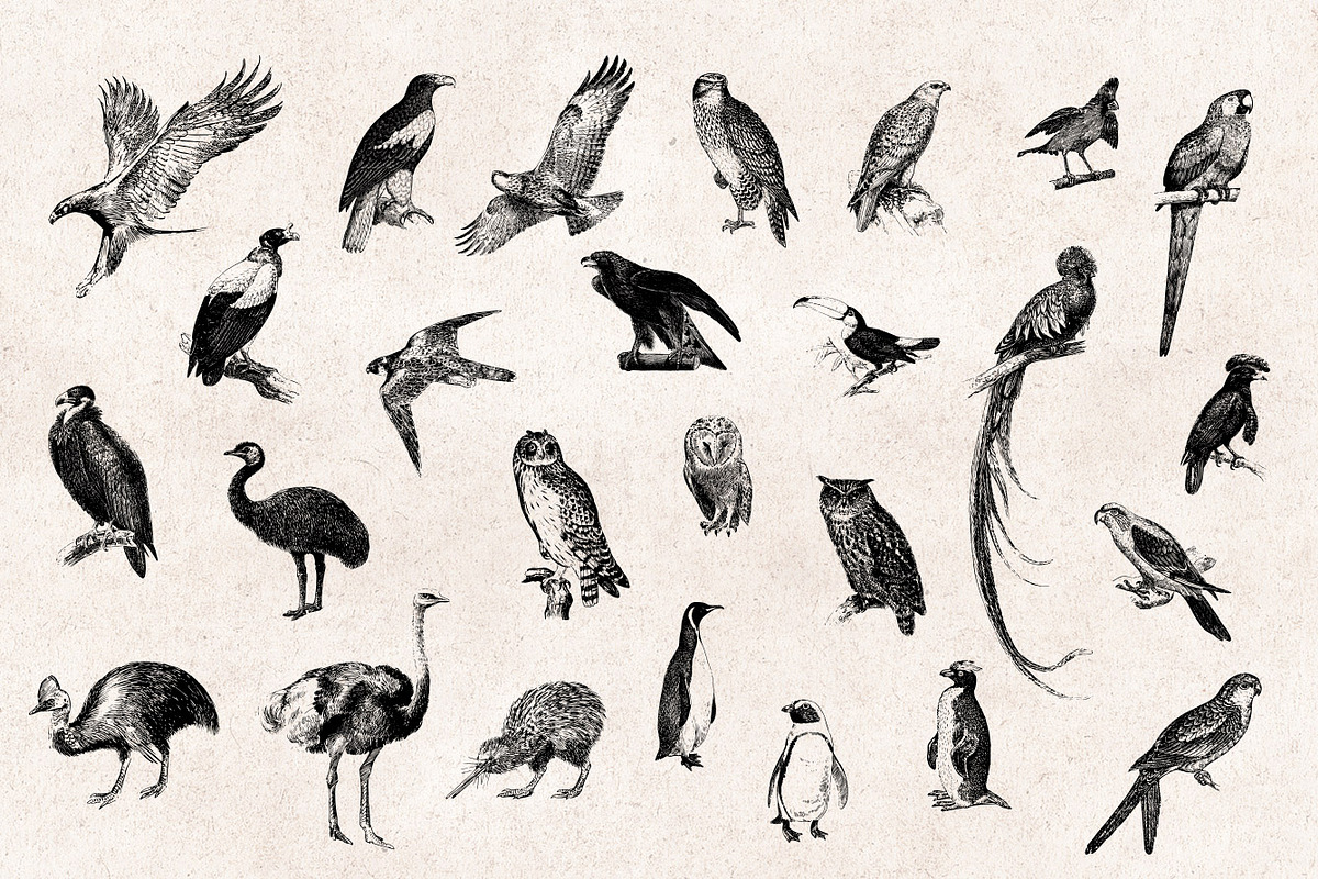 Birds Engravings Set, an Object Graphic by Graphic Goods (Photo 4 of 6)