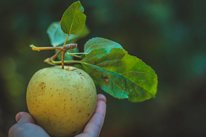 Apple Season Photoset Coll.1