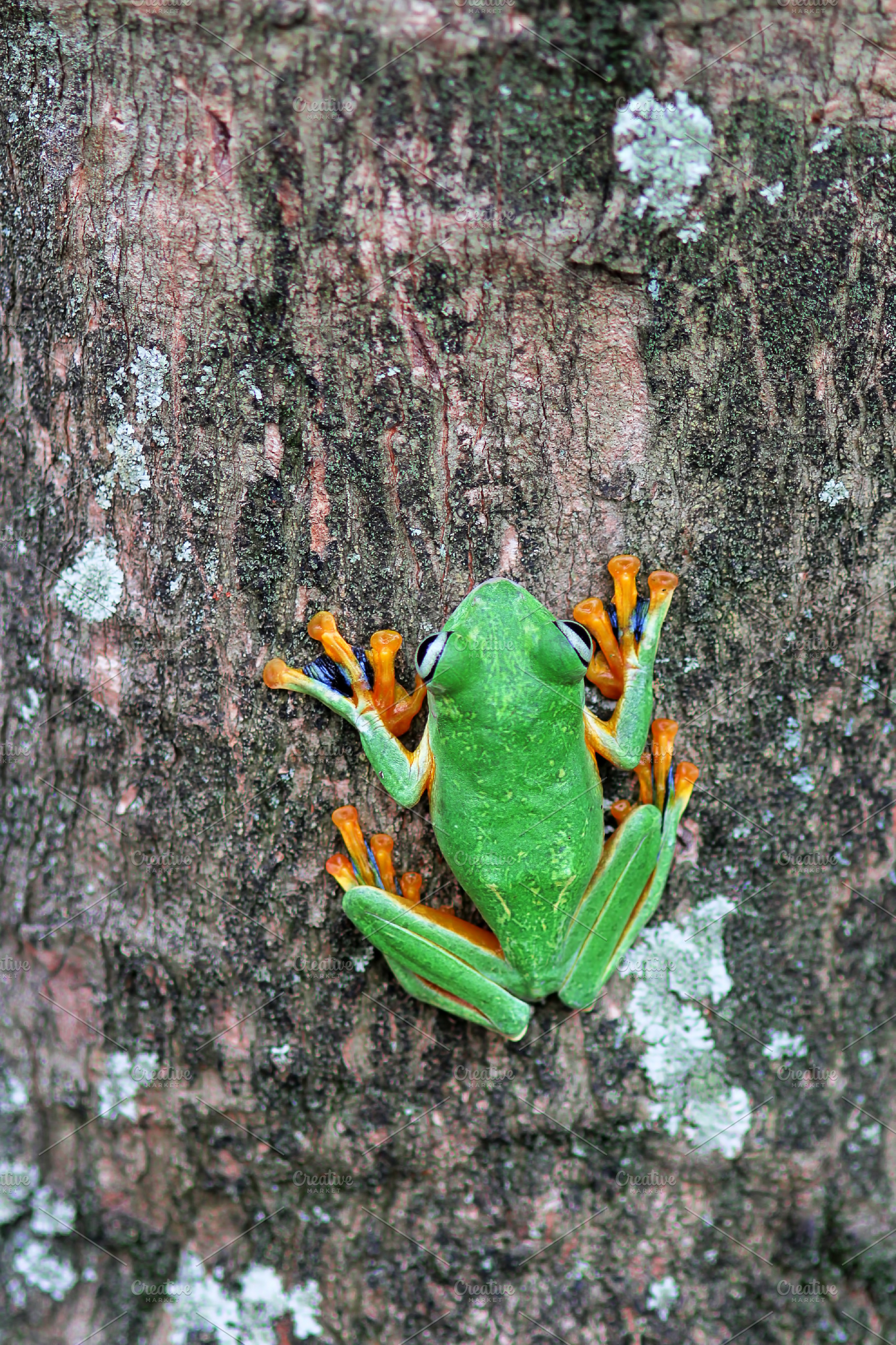Flying frogs flying frogs on twigs featuring wallaces flying frog, frogs, and, an Animal Photo by roni kurniawan