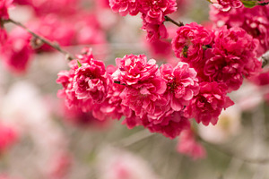 Pink Flowering Tree II