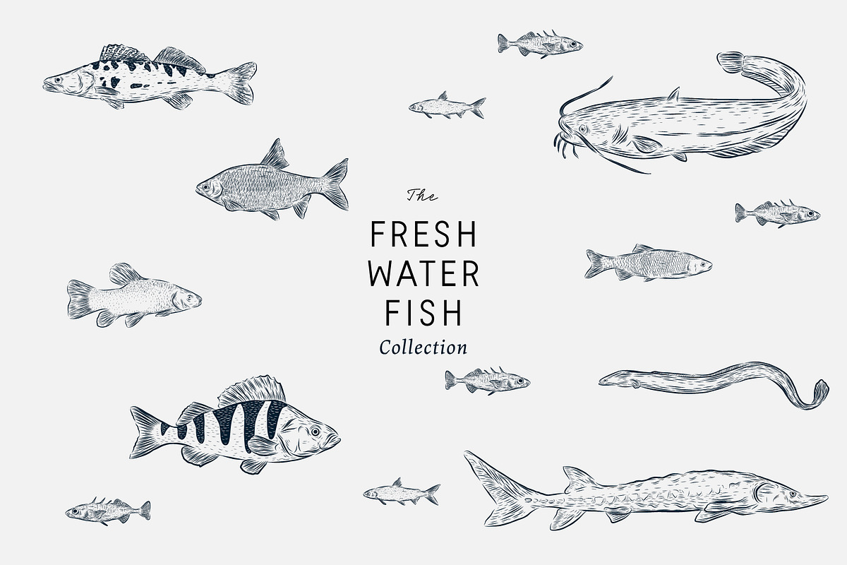 The Freshwater Fish Collection, an Animal Illustration by dicreate (Photo 2 of 6)