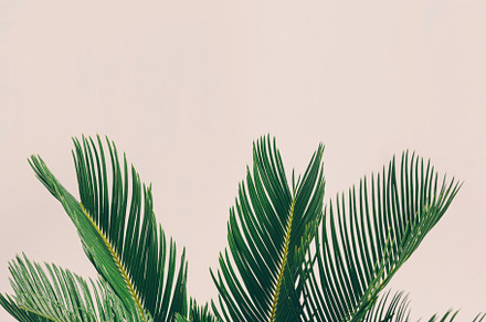 Leaves of tropical plant on light ba, a Nature Photo by Photocreo Michal Bednarek