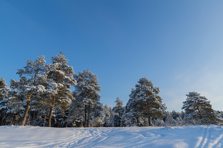 Pine forest in winter sunny day featuring tree, forest, and winter, a Nature Photo by oleghz