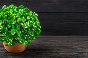 The Lepidium sativum, or garden, a Nature Photo by ZinetroN