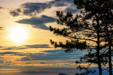 Silhouette the kesiya tree at sunris stock photo containing silhouette and, a Nature Photo by yongkiet jitwattanatam