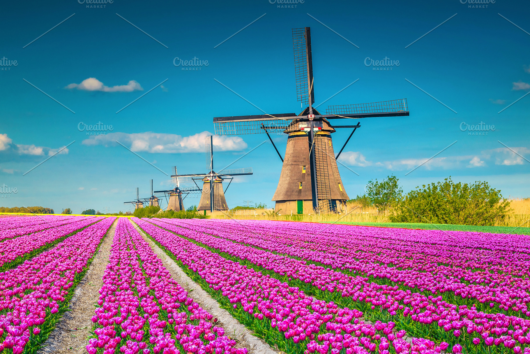 Tulip fields and wooden windmills, a Nature Photo by Alpine Dreams