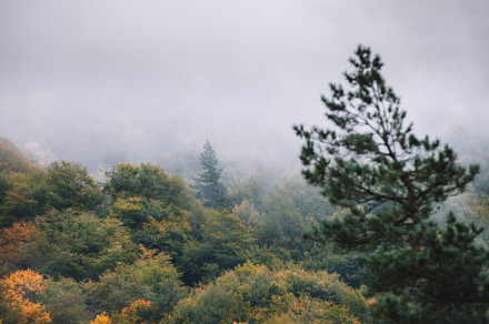 Foggy autumn forest landscape, a Nature Photo by David Khelashvili