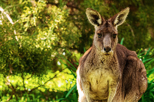 Kangaroo With Copy Space, an Animal Photo by THP Creative