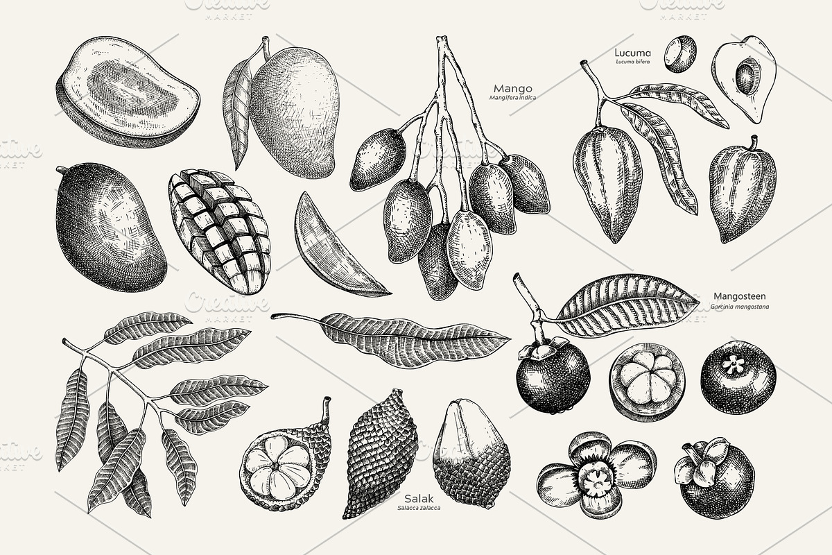 Superfoods: Fruit & Nuts Vector Set, a Food Illustration by Yevheniia (Photo 3 of 11)