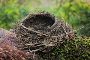 Empty Bird Nest