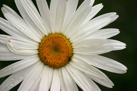 White Daisy on Dark Background