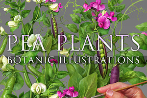 Pea Plant. Botanic Illustrations set