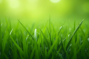 Fresh Green Grass Close-Up Texture f, a Photo by LOGOCREATIVE