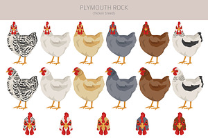 Plymouth Rock Chicken Breed Clip Art