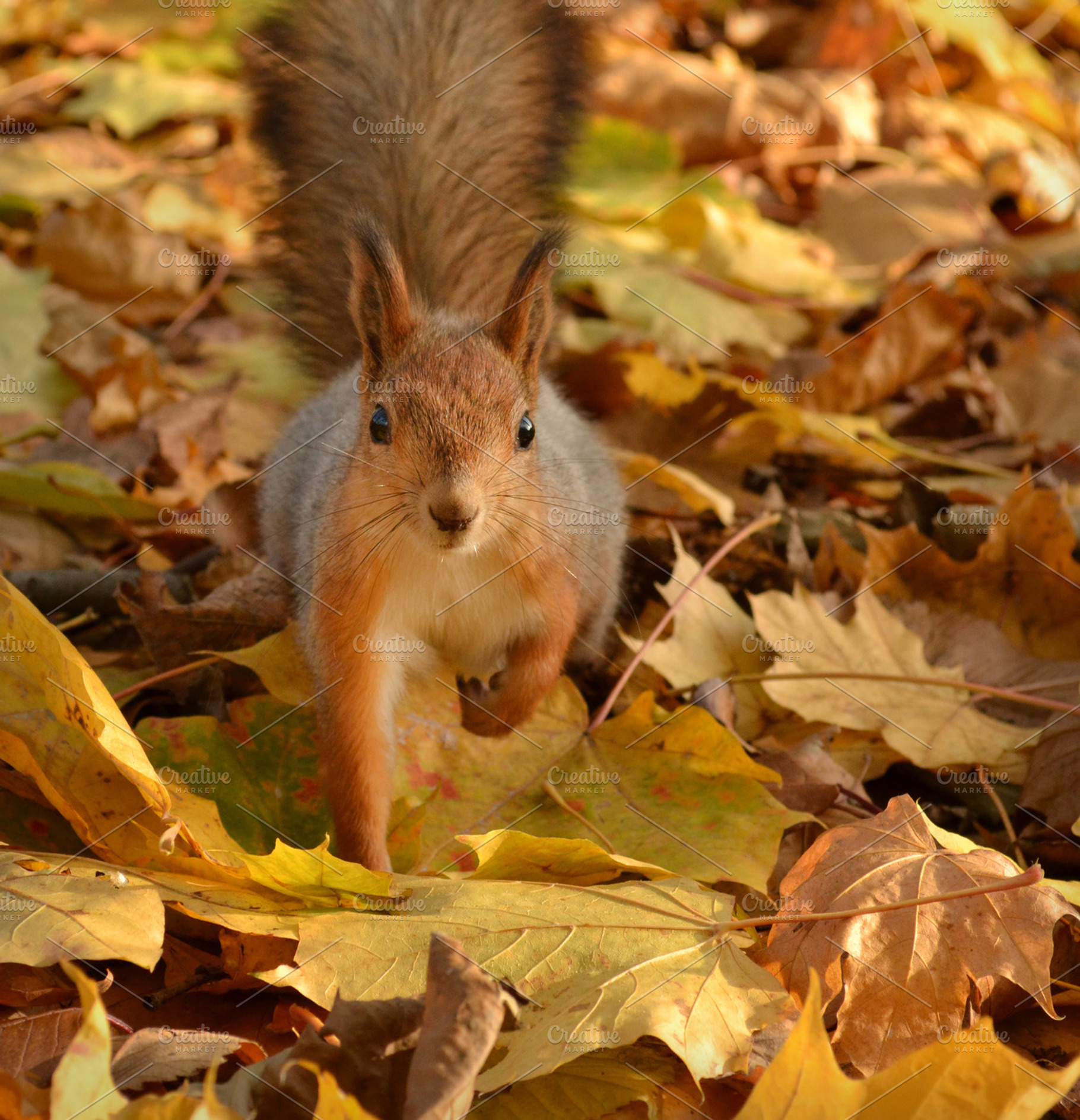 Squirell featuring squirrel, leaves, and autumn, an Animal Photo by Innire