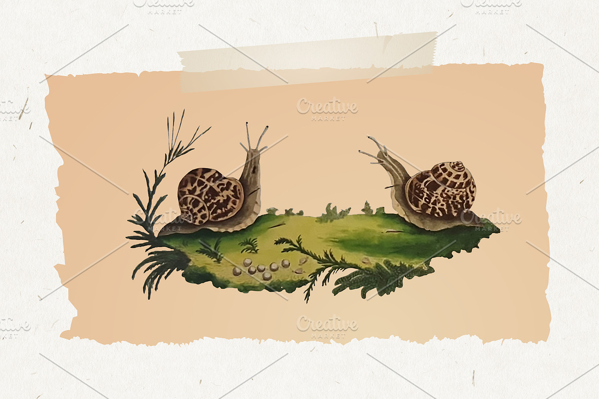 Vintage Mushrooms & Snails Clip Art, an Animal Illustration by Patterns for Dessert (Photo 2 of 6)