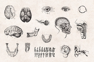 Anatomy Engravings Set