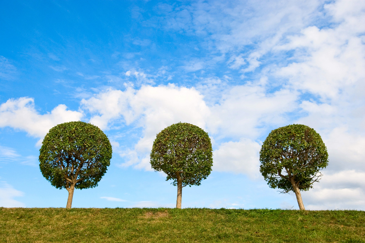 Trees against the sky. Sunny day. preview 6