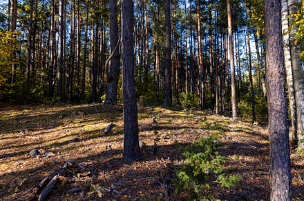 Autumn forest with trees during leaf fall, a Photo by MyPhotos