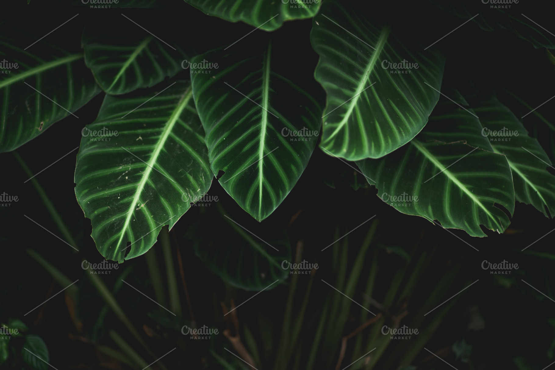 green leaves Background, a Background Photo by Art Rachen