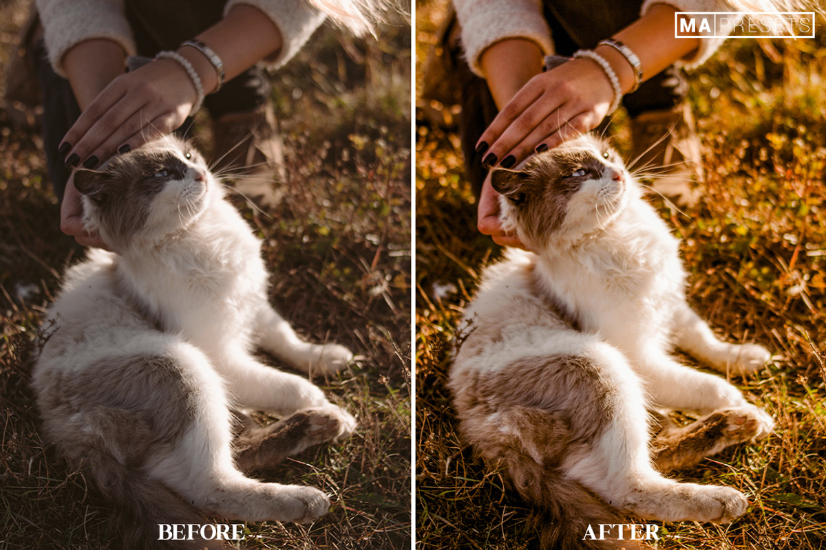 10 CAT Lightroom Presets, a Preset Add-On by MaPresets (Photo 14 of 15)