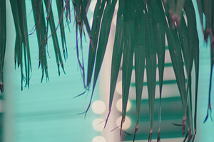 Palm Leaves and Neon