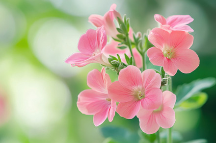 Delicate pink flowers bloom beautifu, a Photo by Iftikhar Alam